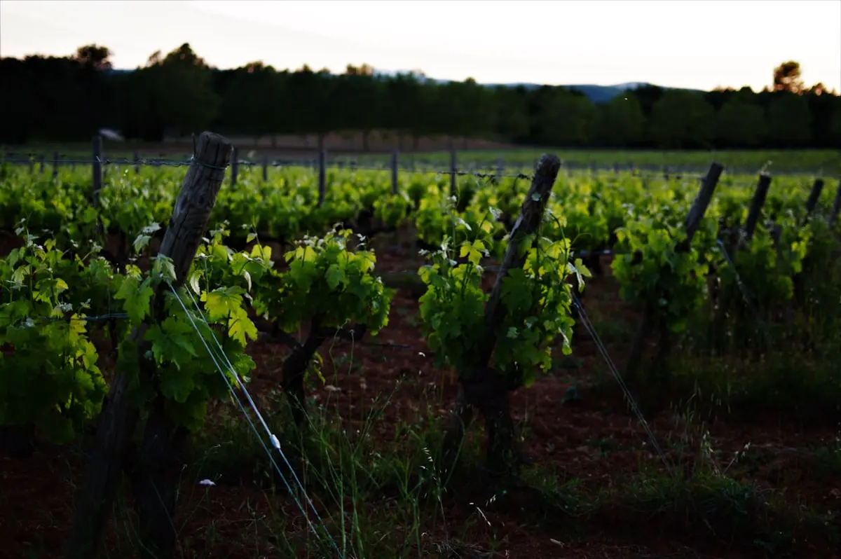 Article chateauneuf du pape