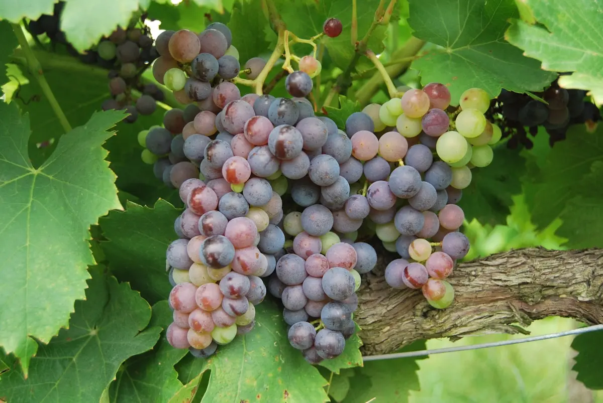 Article vignerons provence