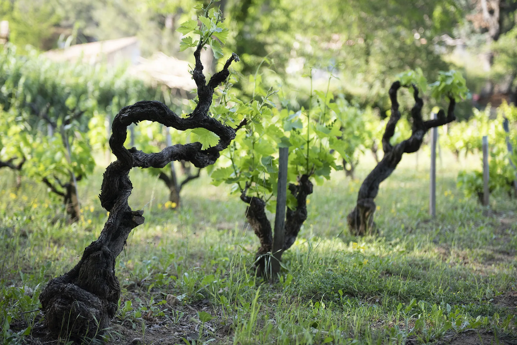 Vignes autour de Villa Plaisance, Bédarrides, Vaucluse